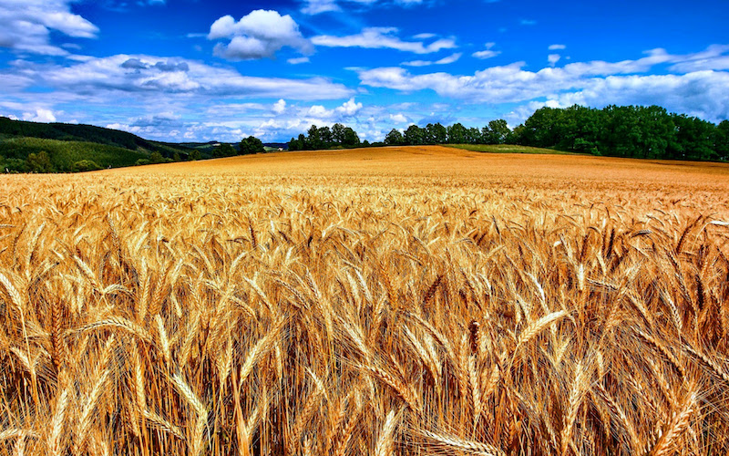 Harvest