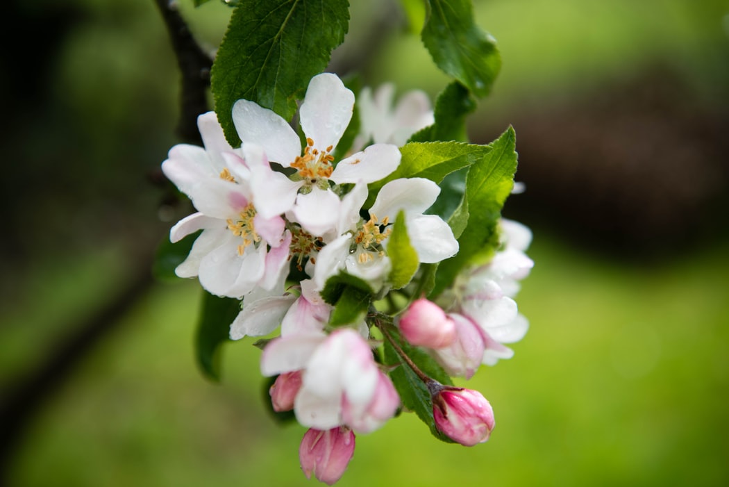 apple blossom