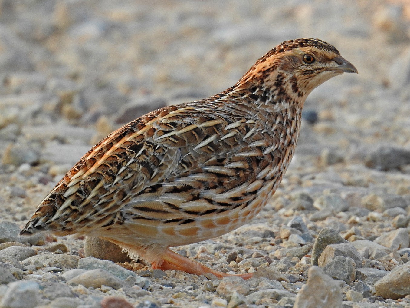 quail